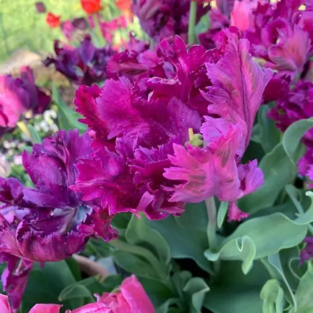 Alte Post Hotel Lindau